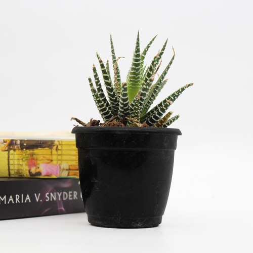 Haworthia Fansciate Zebra Plant Live Plant with Plastic Black Pot| Succlent
