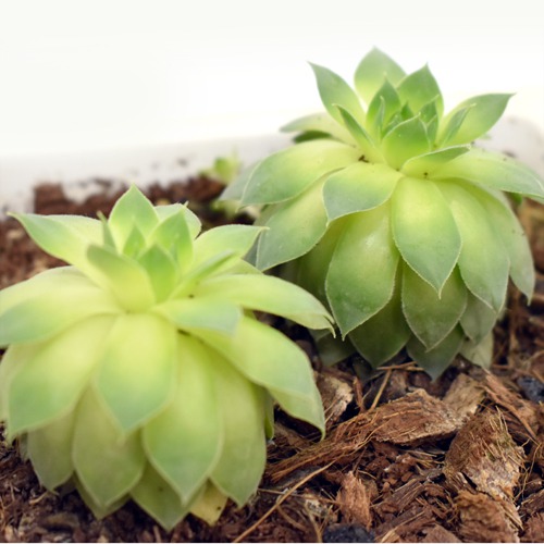 Succulents | Bonsai Pot | Plants For Decor | Decor | Plants | Indoor Plants