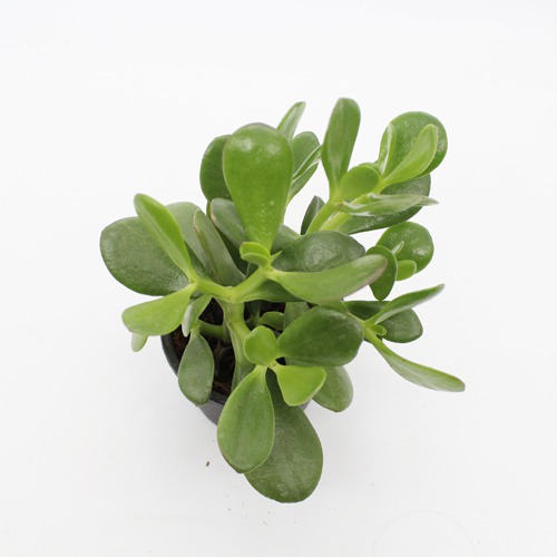 Crassula Ovata Plant( Good Luck Vastu Plant) | Lucky Plant Jade Plant Crassula ovata, Friendship Tree, Indoor Green Live Table Plant